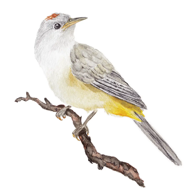 Colima Warbler sitting on a branch illustration