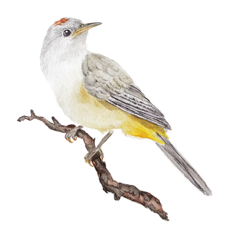 Colima Warbler sitting on a branch illustration