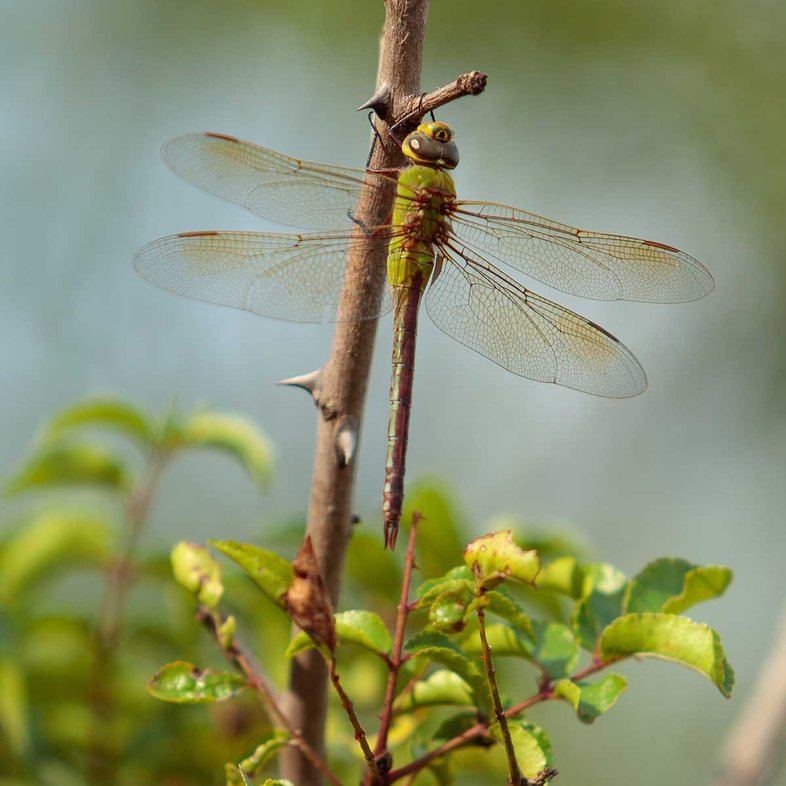 Common Green Darner dragonfly on thorny branch