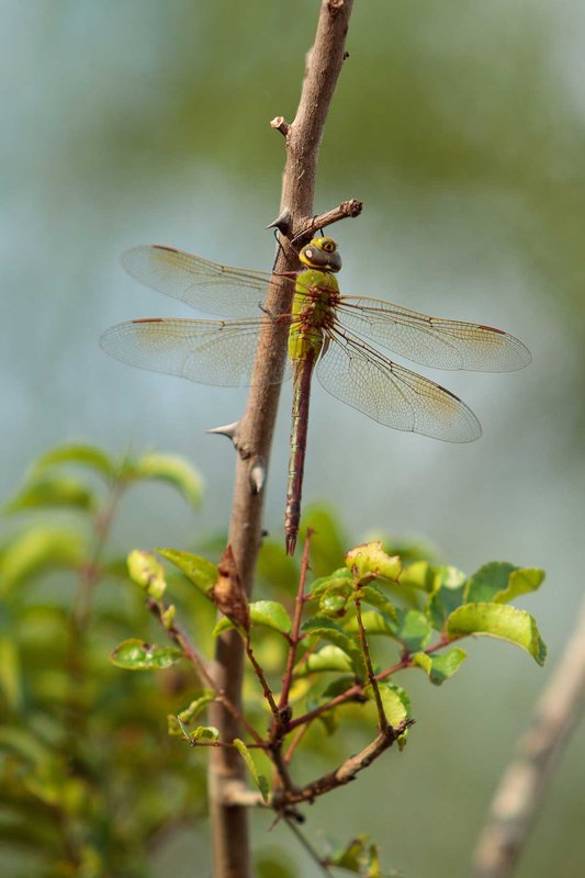Common Green Darner dragonfly on thorny branch