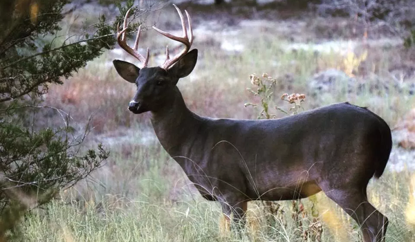 Melanistic (Dark) deer stand in a field with trees.