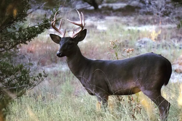 Melanistic (Dark) deer stand in a field with trees.