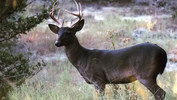 Melanistic (Dark) deer stand in a field with trees.