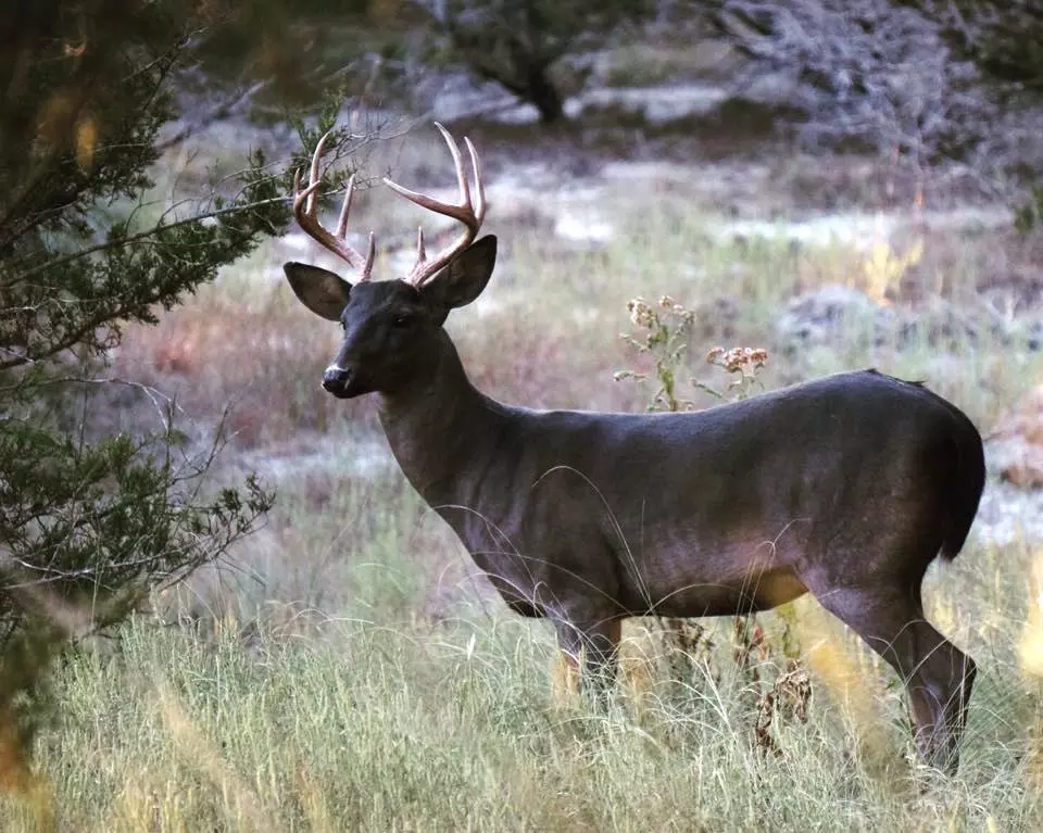 Melanistic (Dark) deer stand in a field with trees.