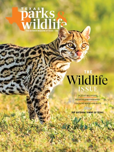 Cover - January/February 2026 - Ocelot in a field - Title: The Wildlife Issue Ocelot Recovery Wildlife Photography Tracking Birds And Bats