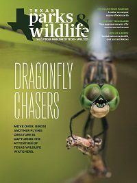 Cover April 2021 Dragon Fly resting on a twig with the title Dragonfly Chasers