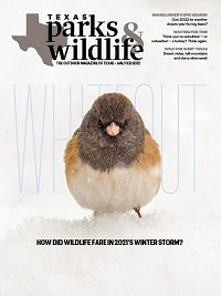Cover January Feburary 2022 Whiteout Puffed up bird in snow.