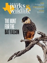 Cover May 2022 The Hunt for the Bat Falcon - Bat Falcon sitting on a branch
