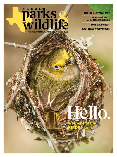 Cover May 2026 Title Hello Image A yellow bird peeking out of a nest hanging from a branch.