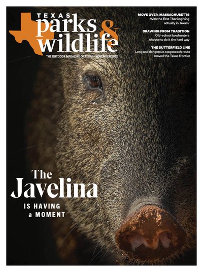 Cover - November 2025 - Photo of the head of a Javelina - Title: The Javelina is Having a Moment