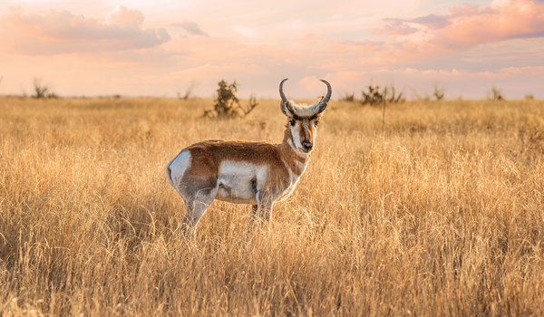 White and brown Pronghorn in a brown grassy field.
