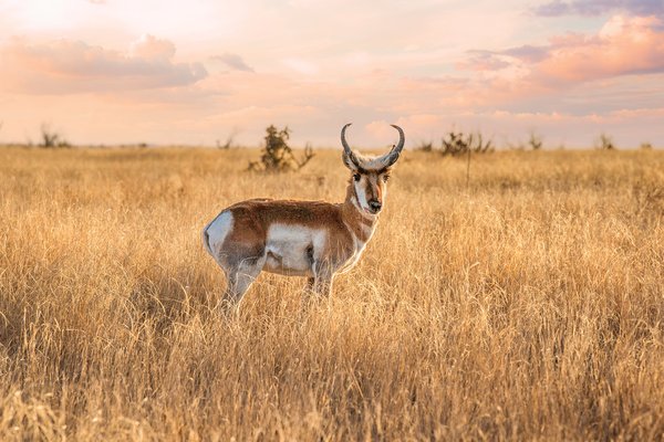 White and brown Pronghorn in a brown grassy field.