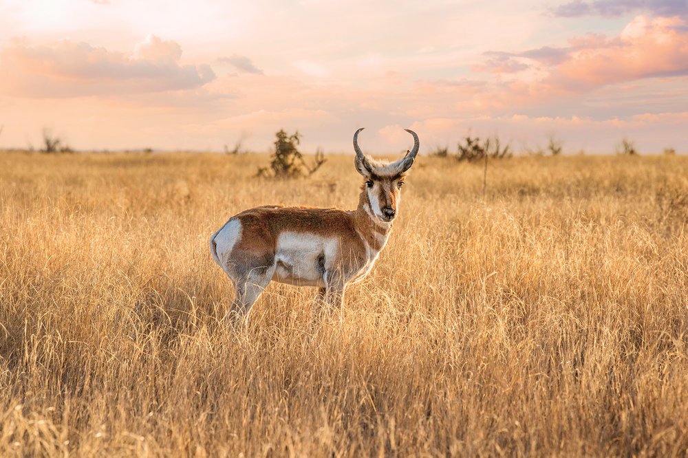 White and brown Pronghorn in a brown grassy field.