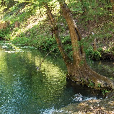 Cypress trees on the water in  HoneyCreek State Natural Area
