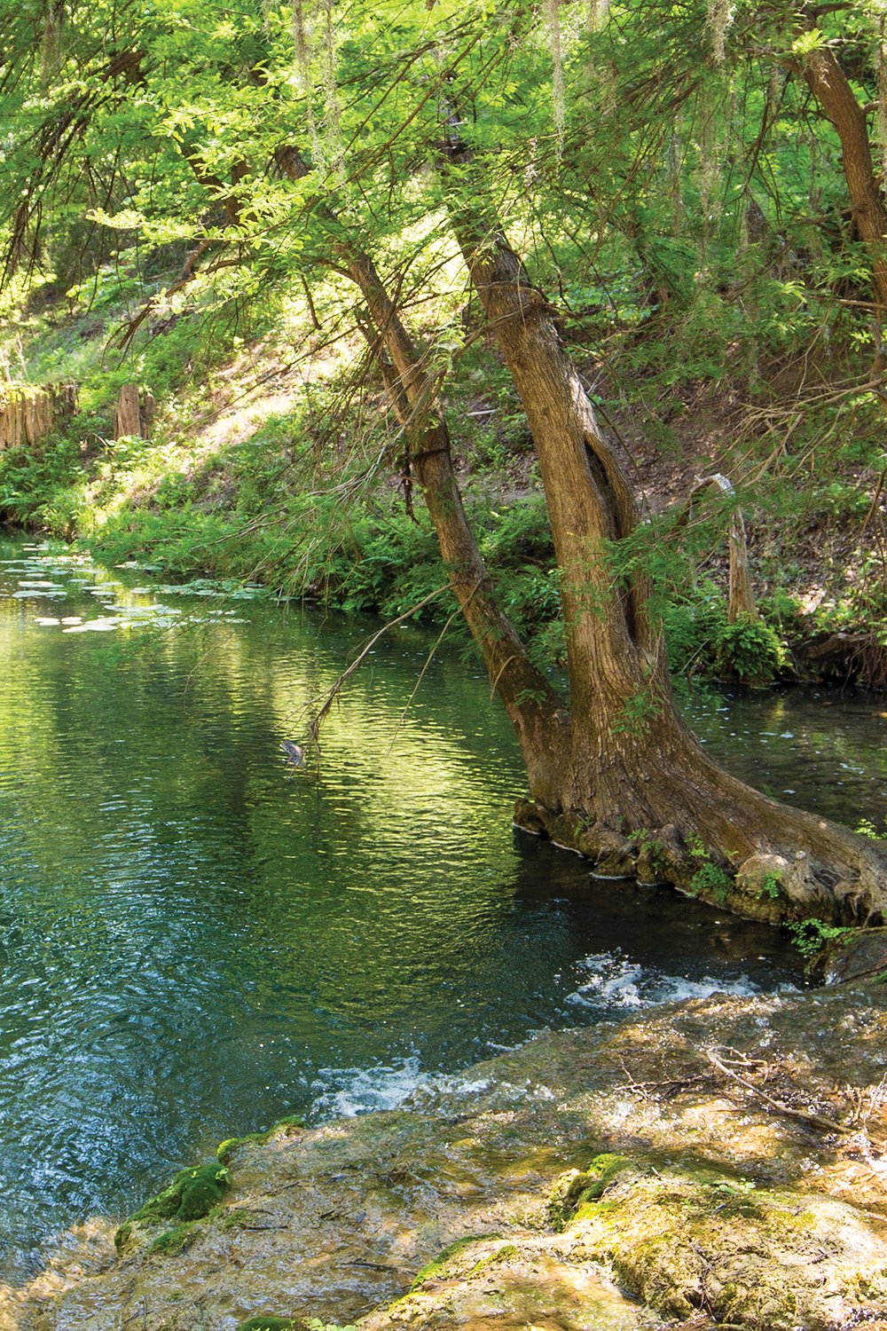 Cypress trees on the water in  HoneyCreek State Natural Area