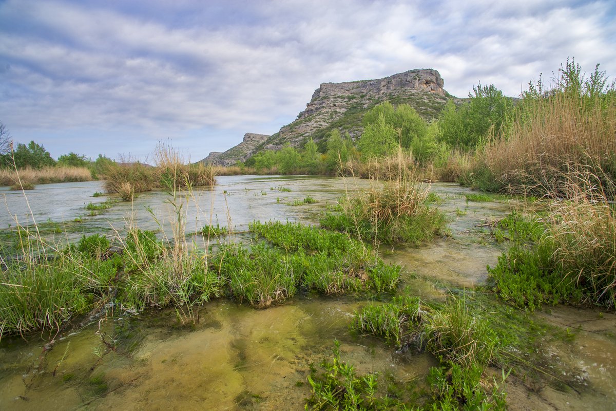 giant reeds lining a river