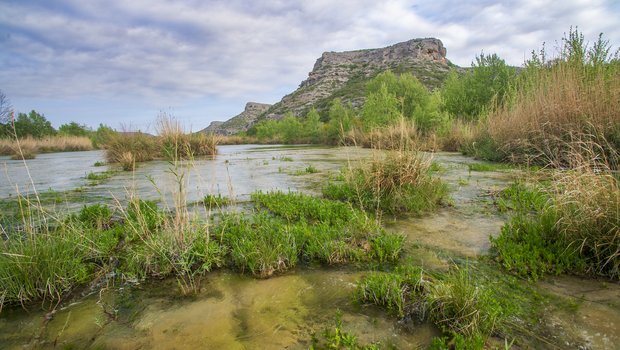 giant reeds lining a river