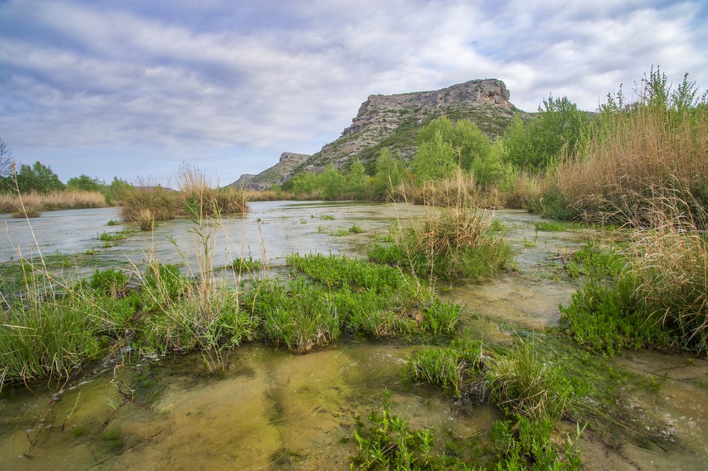 giant reeds lining a river