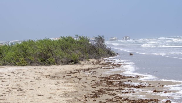 Sandy shore of the Gulf coast  with a grassy patch