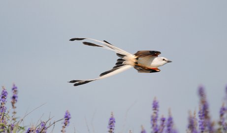 scissor tailed flycatcher with peachy sides and flowing tail  flying over lavender