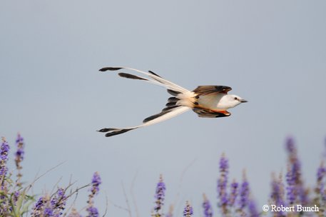 scissor tailed flycatcher with peachy sides and flowing tail  flying over lavender