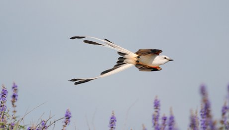 scissor tailed flycatcher with peachy sides and flowing tail  flying over lavender