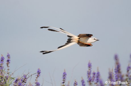 scissor tailed flycatcher with peachy sides and flowing tail  flying over lavender