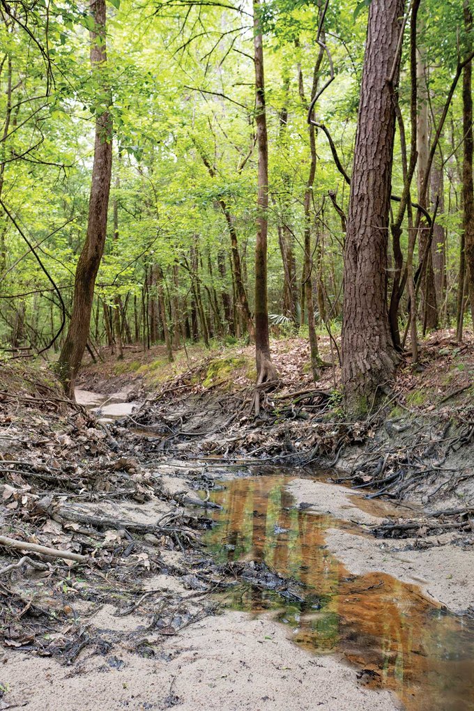 Davis Hill State Natural Area - stream running through woods
