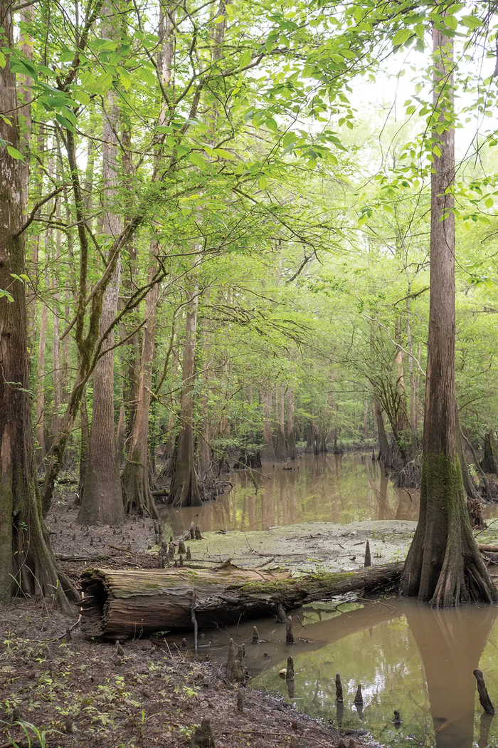 Stream running through Davis Hill State Natural Area