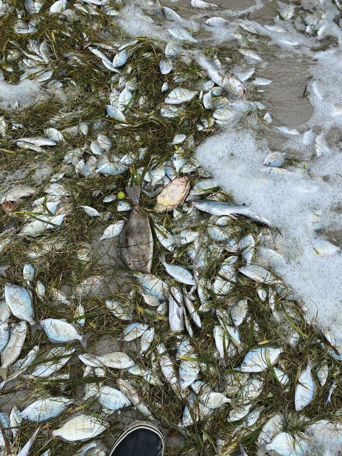 fish that have died due to freezing water