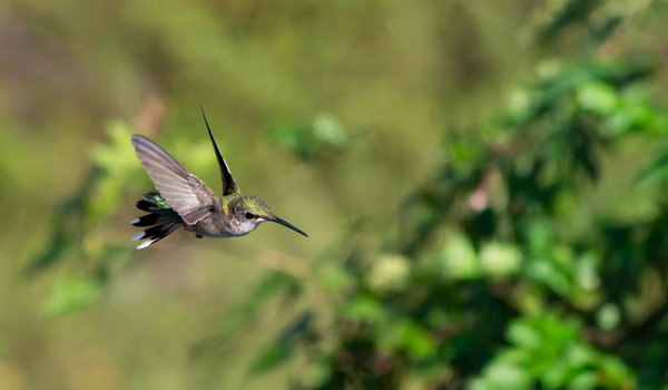 Hummingbird in flight