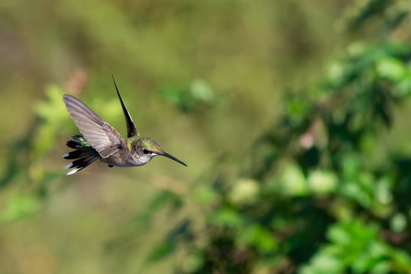 Hummingbird in flight
