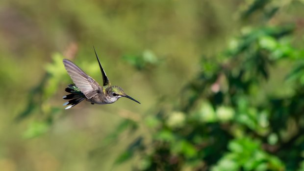 Hummingbird in flight