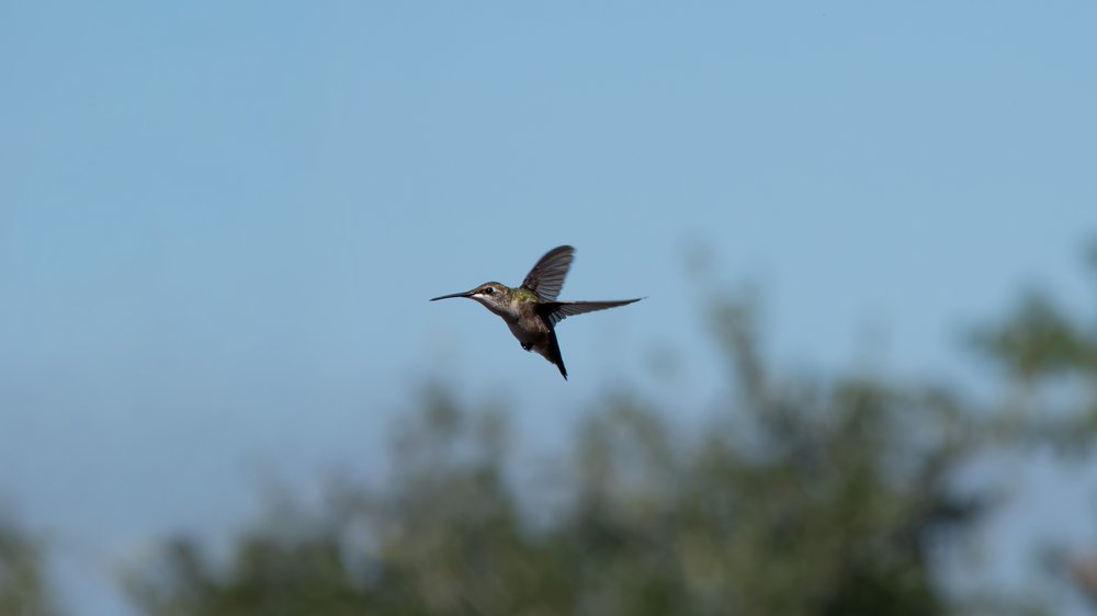 Hummingbird in flight