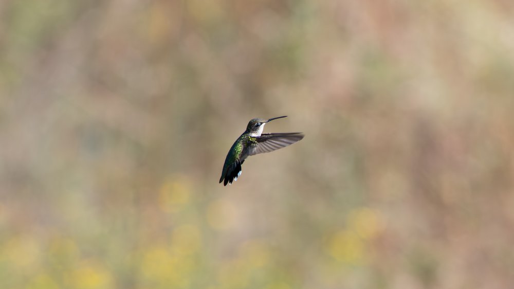 Hummingbird in flight