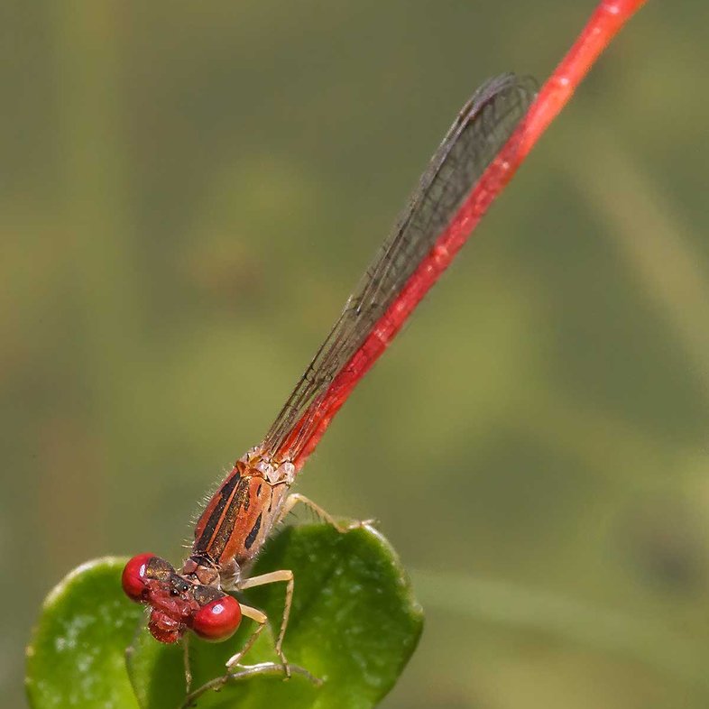 Desert-Firetail dragonfly on a green leaf