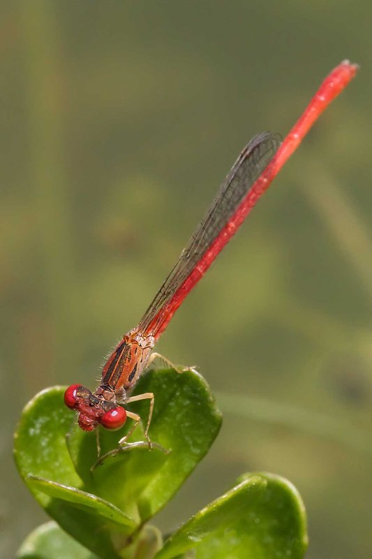 Desert-Firetail dragonfly on a green leaf