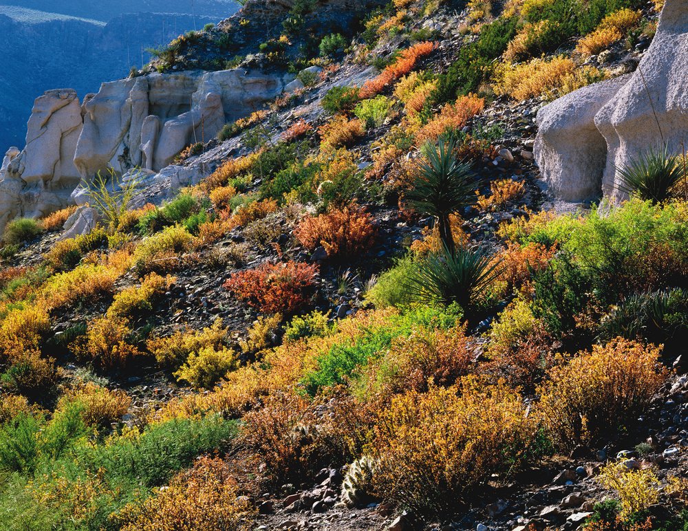 Desert in Autumn Rio Grande Canyon