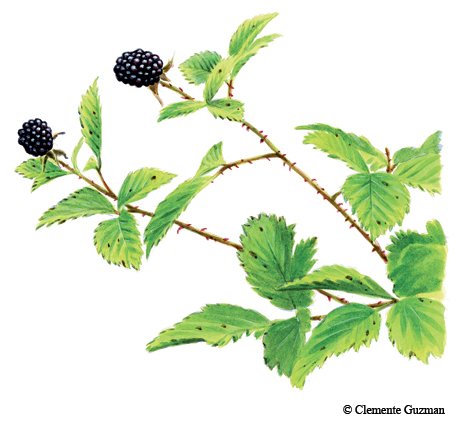 Illustration of Dewberry with trailing vines of green leaves with blakberrries
