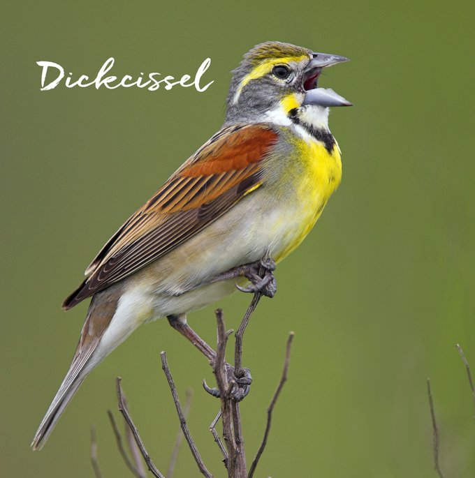 Yellow, reddish brown, brown and white Dickcissel on twigs