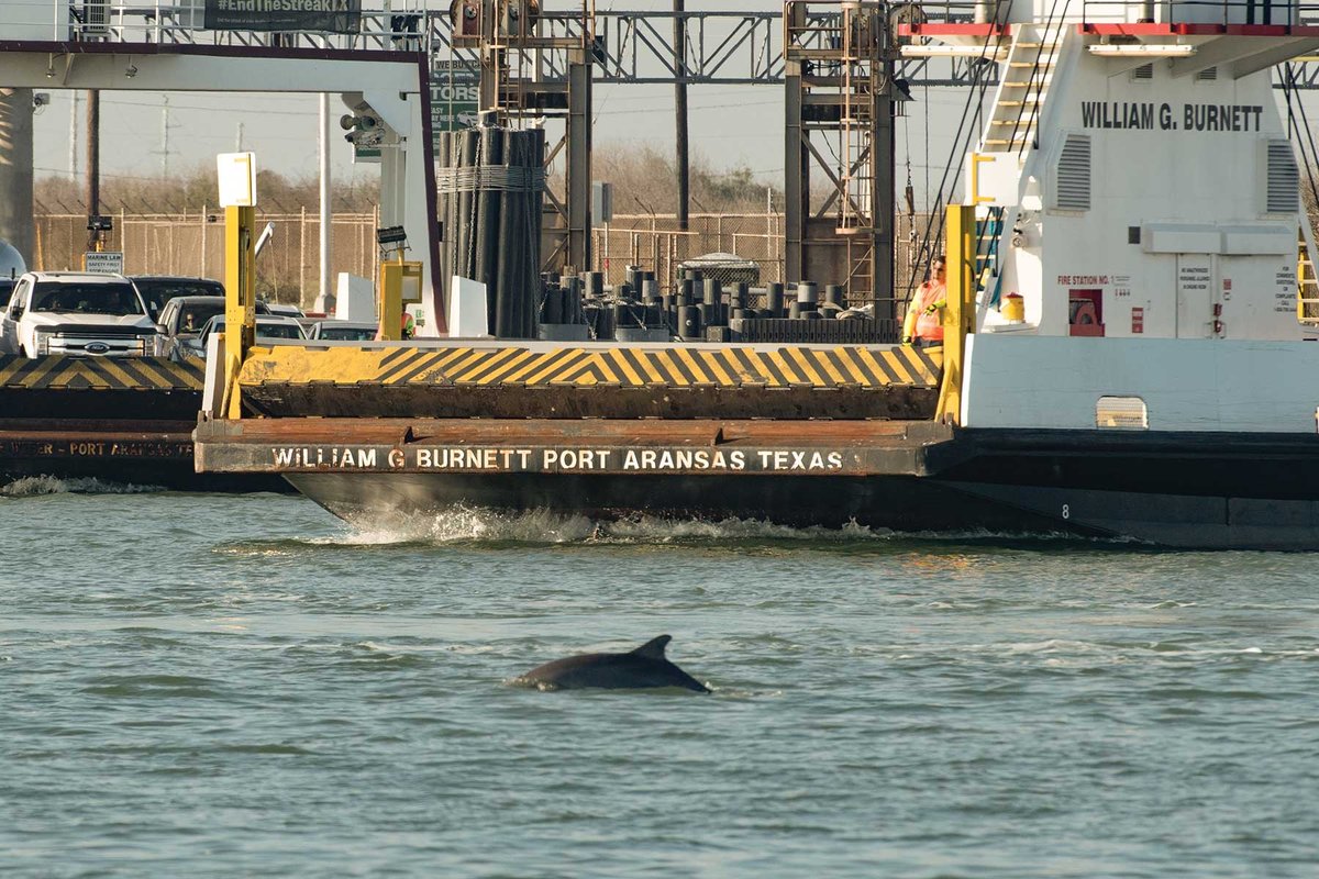 Dolphin swiming near a ferry.