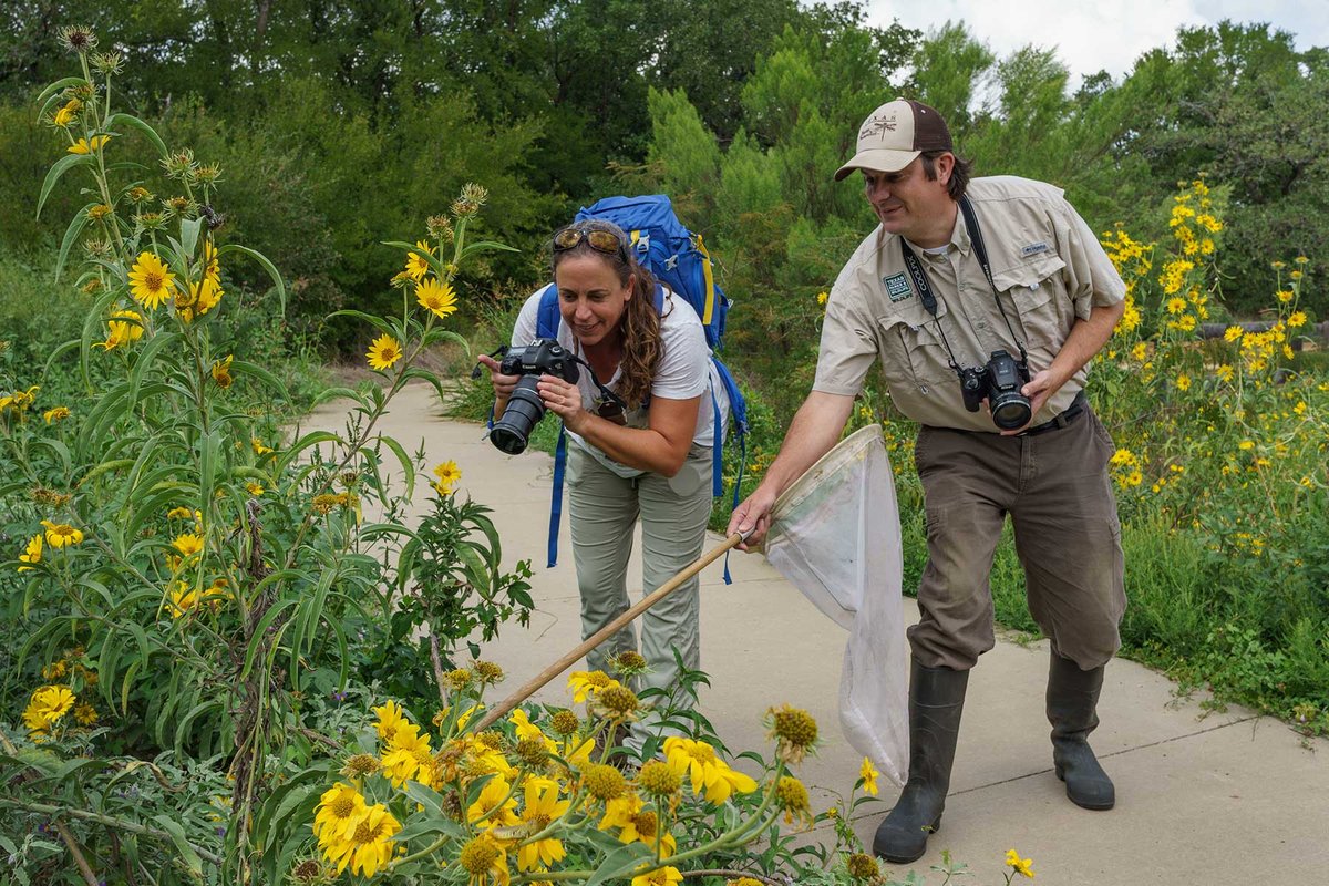 TPWD urban biologist points out Dragonfly in yellow flowers off a trail to a dragonfly watcher
