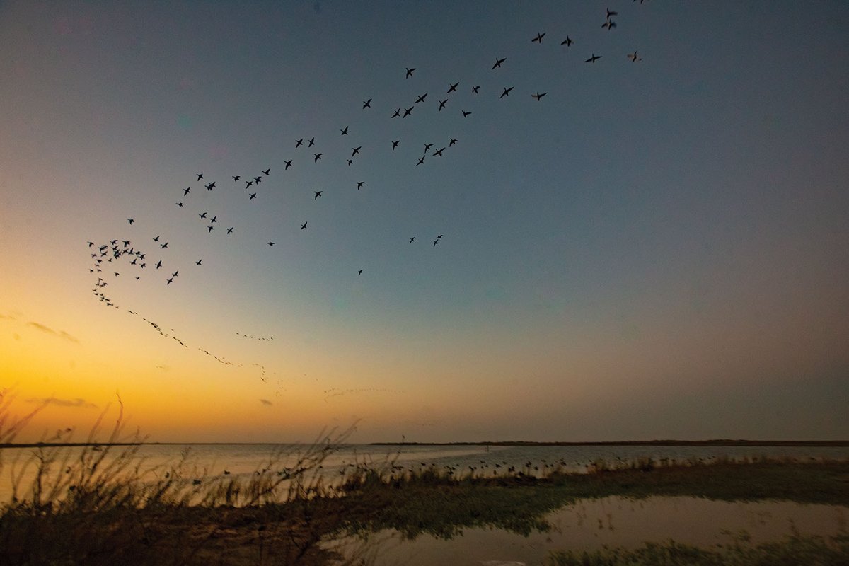 South Texas Duck Hunting