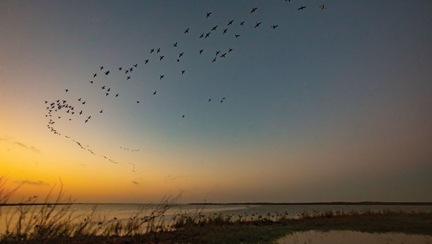 South Texas Duck Hunting