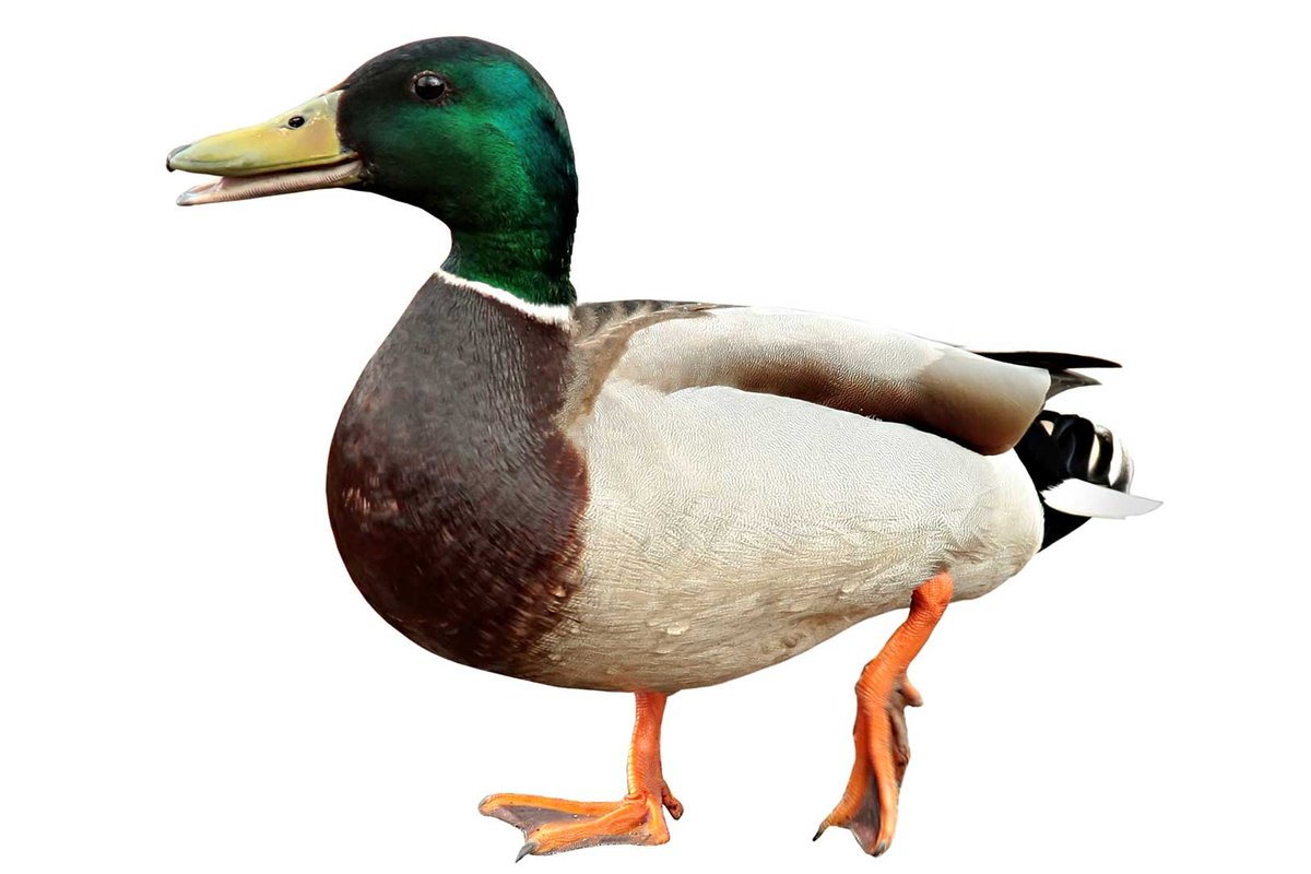 Duck taking a step.