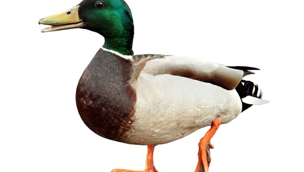 Duck taking a step.
