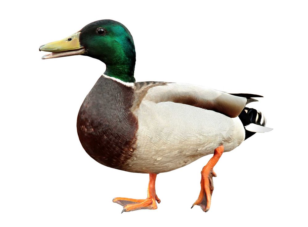 Duck taking a step.