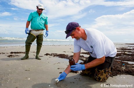 Two men on the gulf shore cleaning up from an oil spill