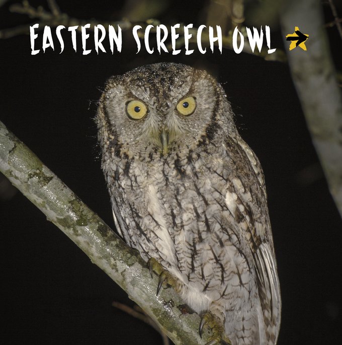 brown brindled Eastern Screech Owl sitting on a tree limb. The name of the bird is printed above the owl.