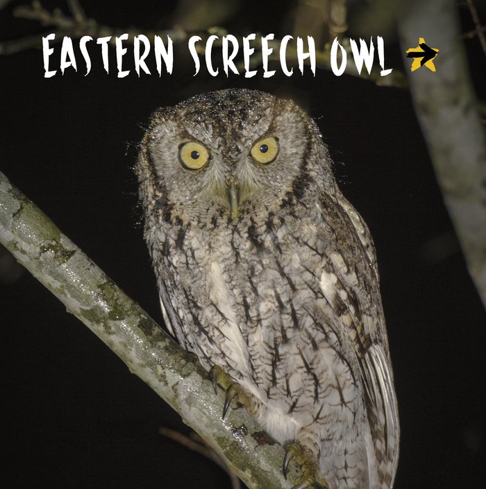 brown brindled Eastern Screech Owl sitting on a tree limb. The name of the bird is printed above the owl.